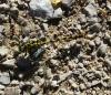 Onychogomphus forcipatus